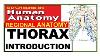 Thorax Introduction Chest Wall Bd Chaurasia Vol1 Ch 12 Thoracic Cage Dr Asif Lectures
